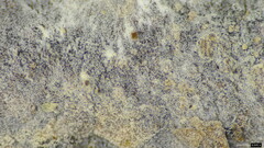 Amaurodon