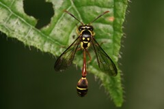 Eustenogaster micans