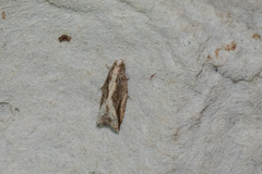 Spilonota mortuana