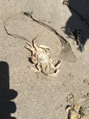 Ovalipes trimaculatus