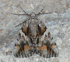Catocala violenta