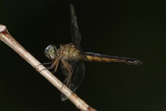 Orchithemis pulcherrima