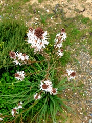 Asphodelus ramosus