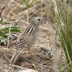 Anthus hellmayri