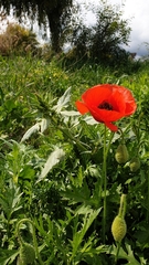 Papaver rhoeas