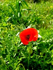 Papaver rhoeas