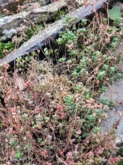 Sedum brevifolium