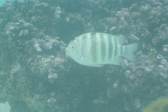 Abudefduf septemfasciatus