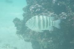 Abudefduf septemfasciatus