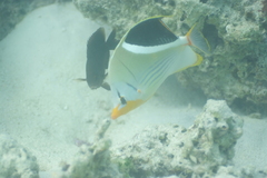 Chaetodon ephippium