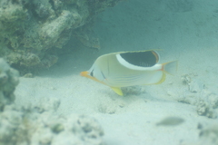 Chaetodon ephippium
