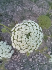 Visnaga daucoides