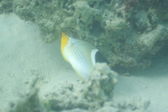 Chaetodon ephippium