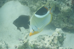 Chaetodon ephippium
