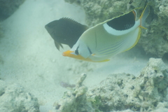 Chaetodon ephippium