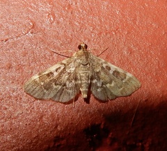 Nacoleia