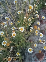 Erigeron compositus