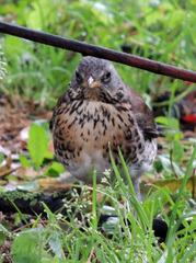Turdus pilaris