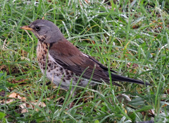 Turdus pilaris
