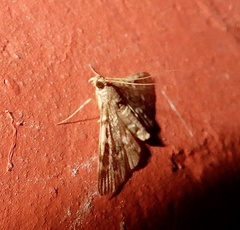 Nacoleia