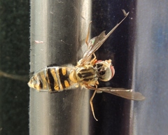 Episyrphus balteatus