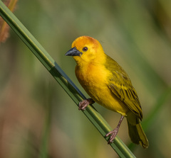 Ploceus castaneiceps