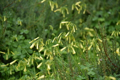 Oxalis pes-caprae