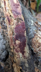Agaricomycetes