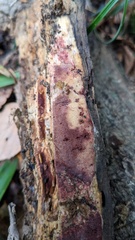 Agaricomycetes
