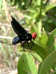 Bromophila caffra