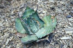 Agave asperrima