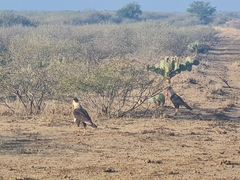 Caracara plancus cheriway