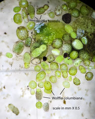 Wolffia borealis