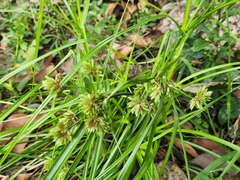 Cyperus eragrostis
