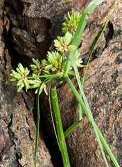 Cyperus eragrostis