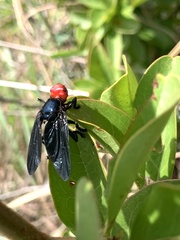 Bromophila caffra