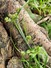Cyperus eragrostis