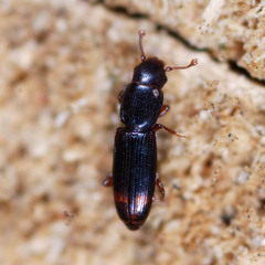 Rhizophagus bipustulatus