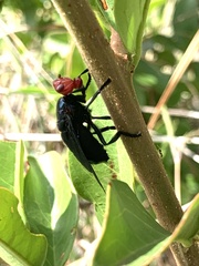 Bromophila caffra