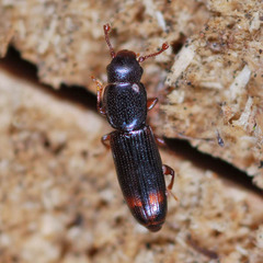 Rhizophagus bipustulatus