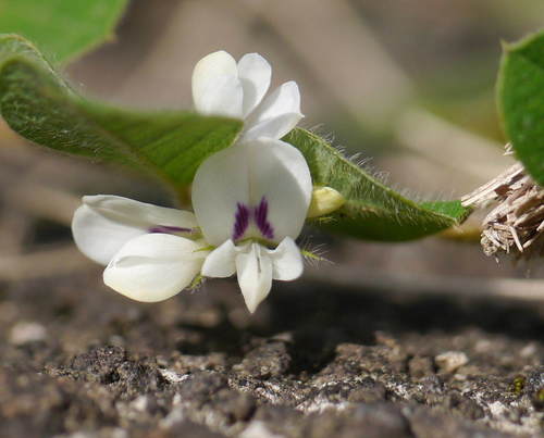 Lespedeza pilosa (Thunb.) Siebold & Zucc.