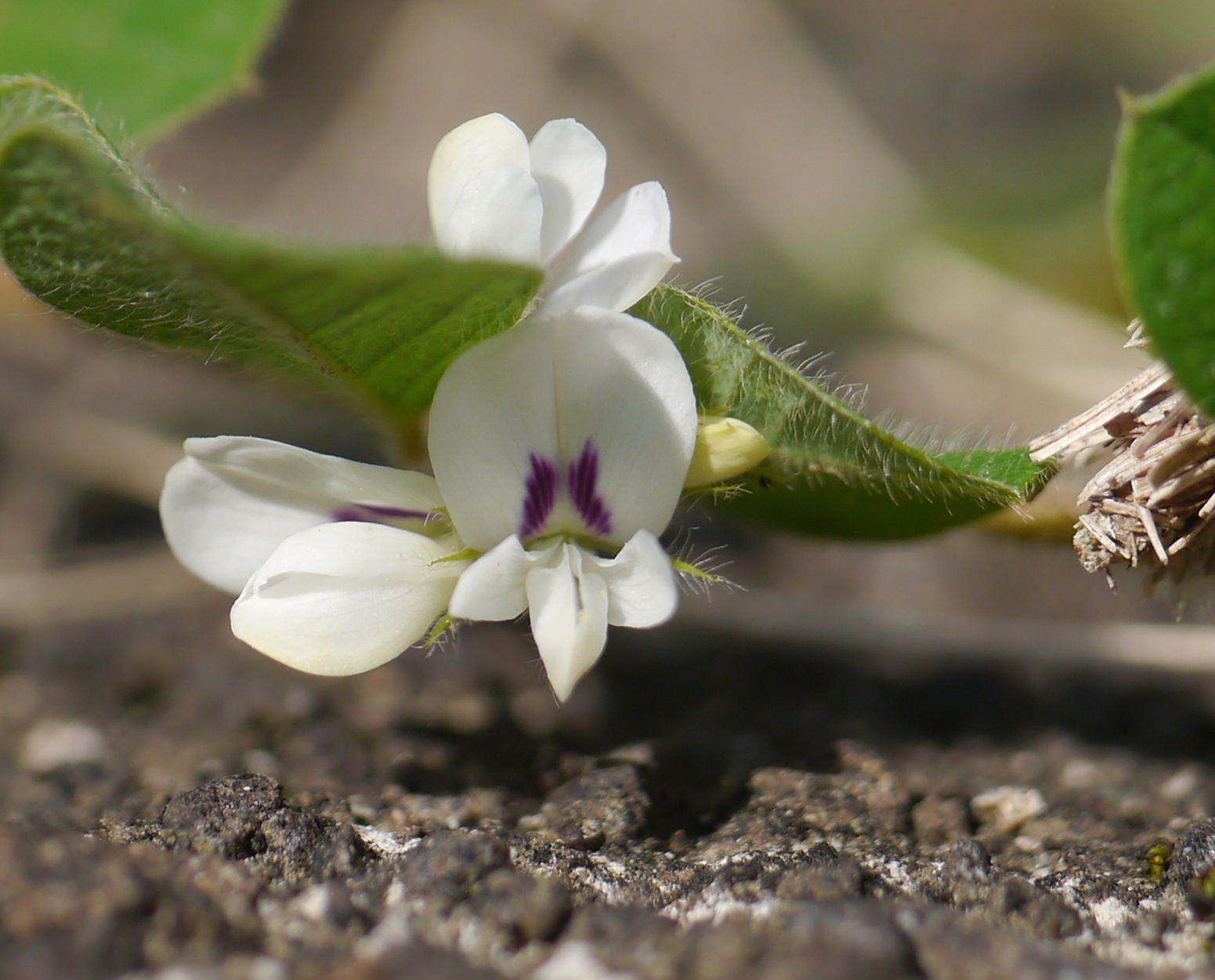 Lespedeza pilosa