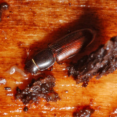 Rhizophagus bipustulatus