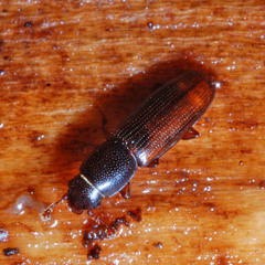 Rhizophagus bipustulatus