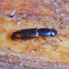 Rhizophagus bipustulatus