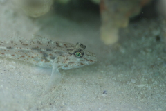 Fusigobius