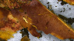 Agaricomycetes