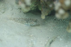 Fusigobius