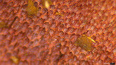 Agaricomycetes