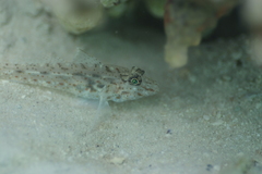 Fusigobius